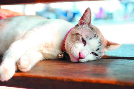 Feline hypoadrenocorticism: Yes, cats get Addison's disease too